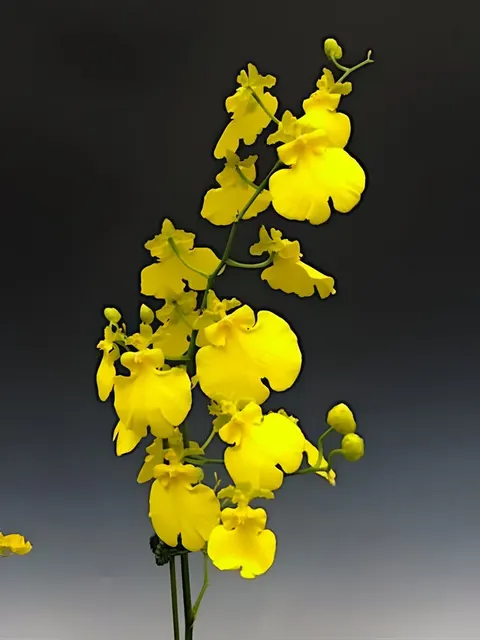 Oncidium Sweet Sugar 'Lemon Drop' (Oncidium)