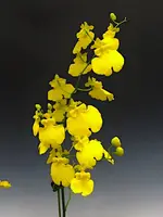 Onc. Sweet Sugar “Lemon Drop” — Not Currently In Bloom or Spike