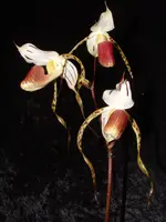 Paphiopedilum stonei “InCharm” x self
