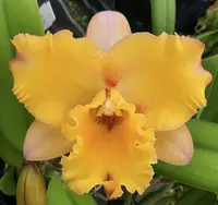 Blc. Momilani Rainbow 'Waldor'.