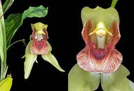 Coelogyne Celebensis (Coelogyne)