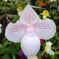 Paph. niveum X Paph. micranthum