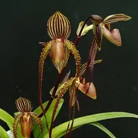 Paph. Prince Edward of Joy (sanderianum X rothschildianum)-SS