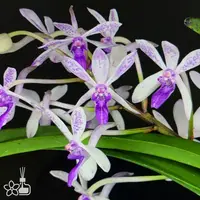 [Bare-root] #VA# Vandachostylis TSS Taiwan Gandharva 'Blue Spot' [2.8" BS][Oct in stock 26]