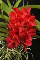 Ascocenda Red Hybrid