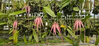 Bulbophyllum for sale