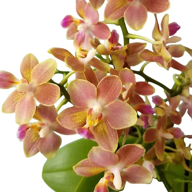 Phalaenopsis Tzu Chiang Balm - Parfumata