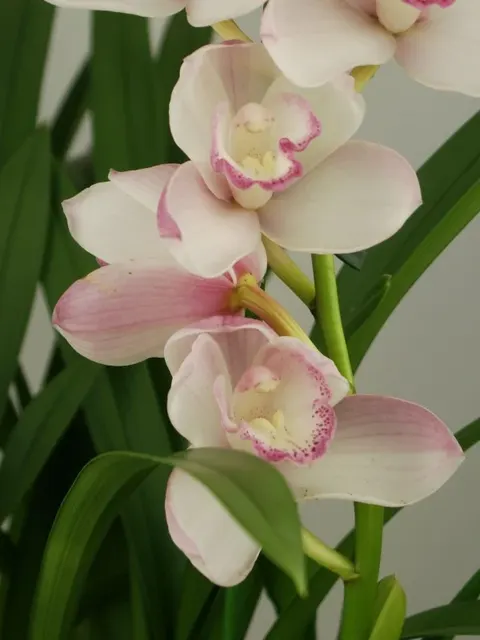 Cymbidium Great Flower