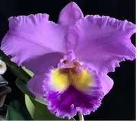 Blc. Dream Trader 'Rudak' AM/AOS - Copy