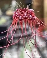 Wispy Umbrella Orchid (Bulbophyllum gracillimum)