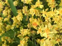 Flask - Oncidium Onc. Twinkle 'Oro'