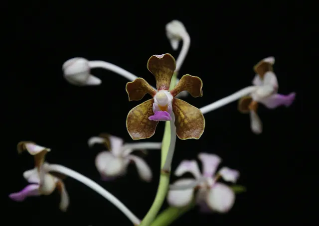 Vanda limbata (Vanda)