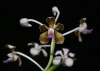 Vanda limbata