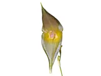 Lepanthes echo