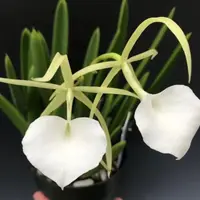 Brassavola nodosa x sib Blooming size Brassavola Orchid species. Highly fragrant at night.