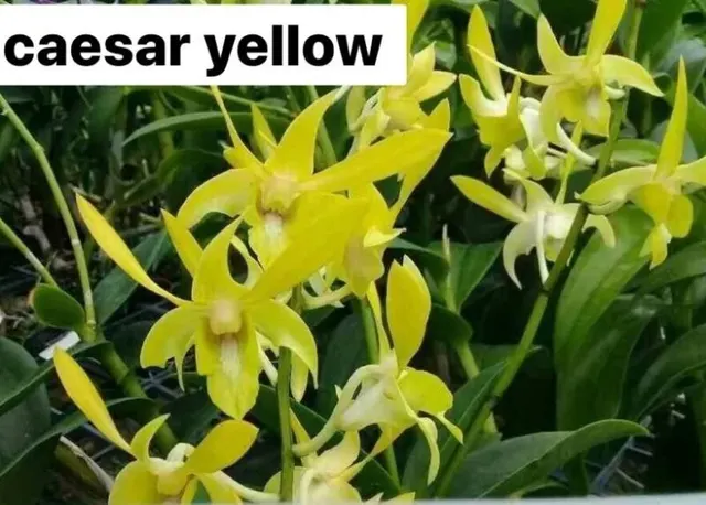 Dendrobium Caesar Lemon 'Dark Caesar Yellow' (Dendrobium)