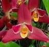 Lysudamuloa Red Jewel