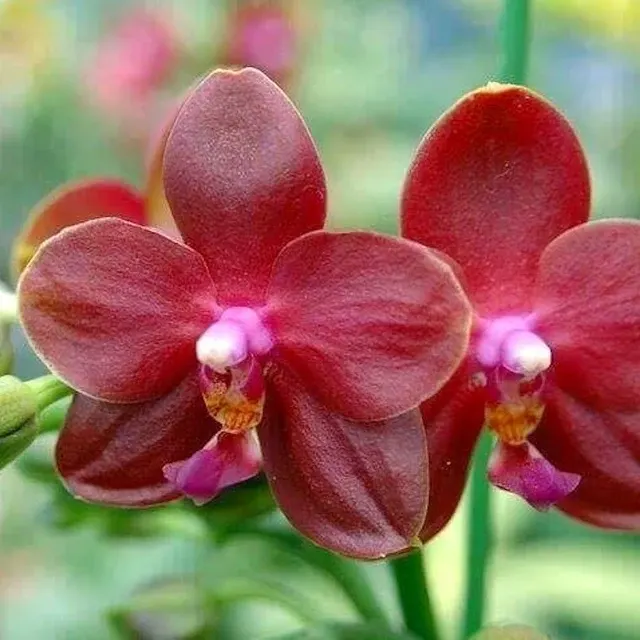 Phalaenopsis Zheng Min Parakeet *parfumat 'Peter'