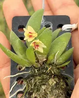Dendrobium rigidum