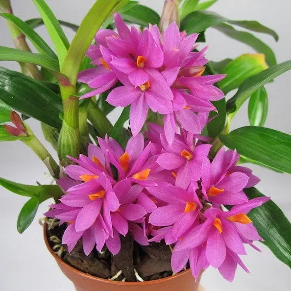 Dendrobium nobile 'Hibiki'