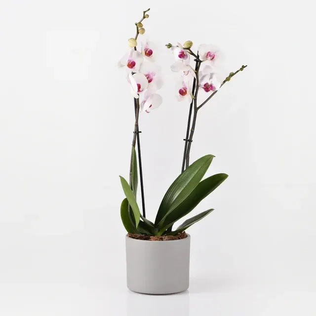 Phalaenopsis Red Lips (Phalaenopsis)