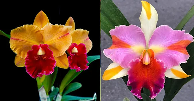 Rhyncholaeliocattleya Alison Gallaway (Rhyncholaeliocattleya)