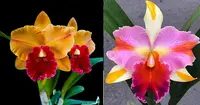 Rhyncholaeliocattleya Alison Gallaway