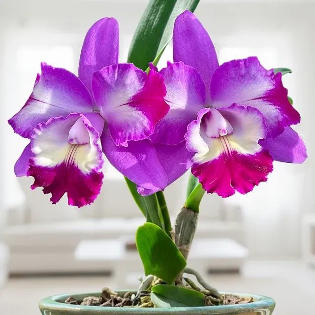Laeliocattleya Orchid Mari’s Love ‘Taka’ (Laeliocattleya)