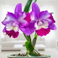 Lc. Orchid Mari’s Love ‘Taka’ (Laeliocattleya hybrid)