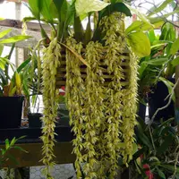 Very Rare Collector's Species Orchid Coelogyne rochussenii Live PLant