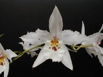 Odontonia BOUSSOLE BLANCHE
