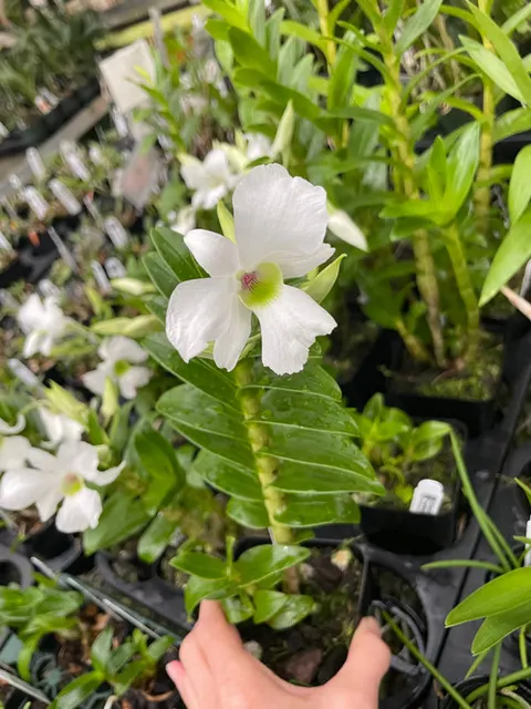 Dendrobium sanderae var. luzonicum