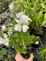 Dendrobium sanderae var. luzonicum, BLOOMING SIZE