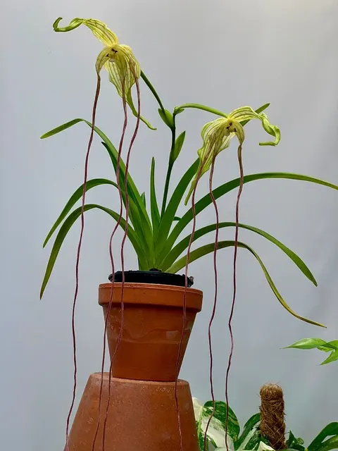 Phragmipedium lindenii 'Venezuela'