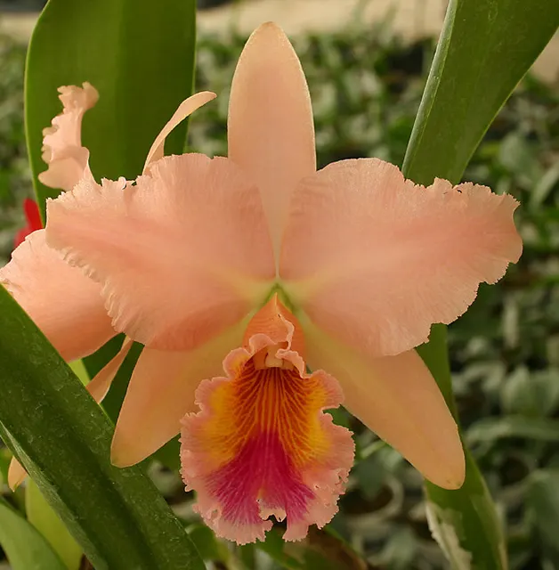 Brassolaeliocattleya George King 'Serendipity' (Brassolaeliocattleya)