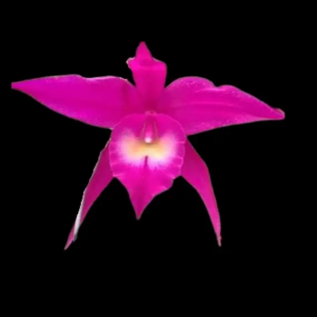 Brassavola cucullata x (Brassavola)