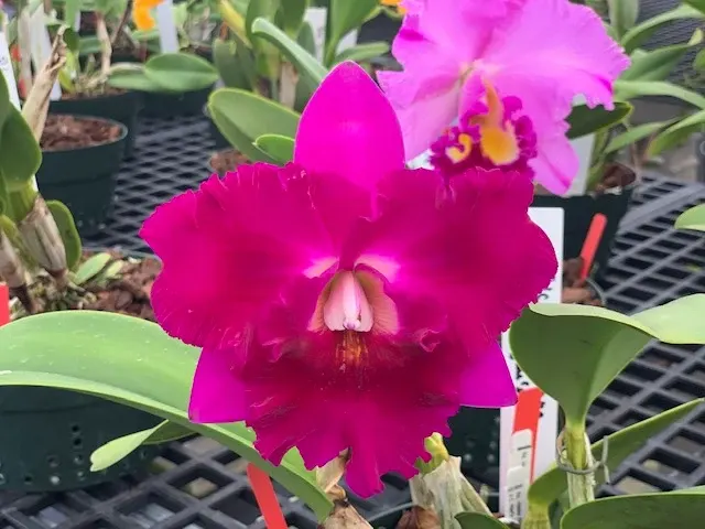 Rhyncholaeliocattleya Hisako Song 'Shogun Hawaii'