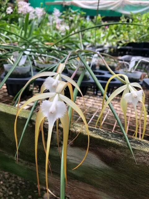 Bulbophyllum cucullata