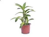Cattlianthe Belairensis