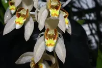 Coelogyne swaniana