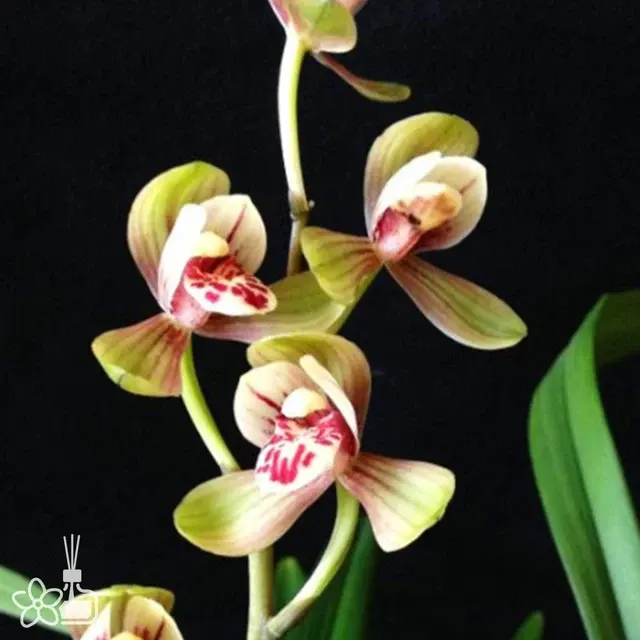 Cymbidium ensifolium 'Jun-He' (Cymbidium)