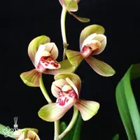 [Bare-root][Import AS-IS] #CC# Cym. ensifolium 'Jun-He' 建蘭君荷 [BS/3GRS][Sept Preorder 26]