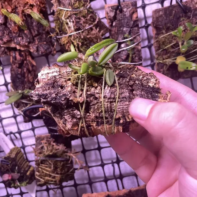 Bulbophyllum shepherdii (Bulbophyllum)
