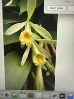 Vanilla Orchid Cutting 6 Inches - Vanilla planifolia - Propagation Vine - Certified Grower Quality - Free Shipping