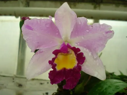 Brassolaeliocattleya CHAIN-TZY GENERAL