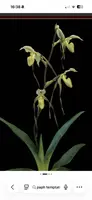 Paphiopedilum TEMPTATION (kolopakingii fma album x philippinense fma album)