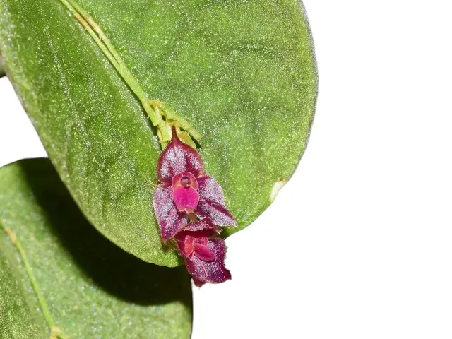 Lepanthes bibarbullata (Lepanthes)