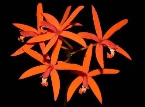 Laelia sanguiloba