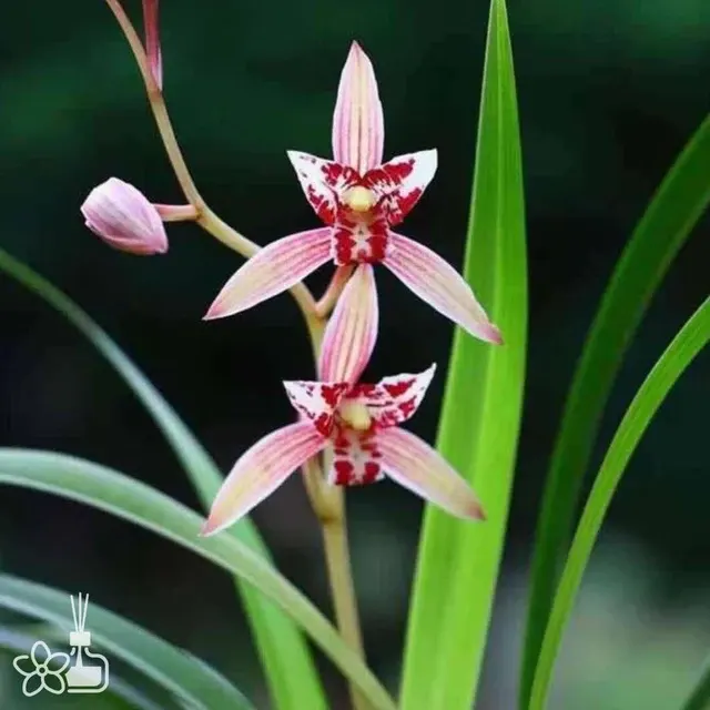 Cymbidium ensifolium 'Hong-Mao-Rui-Die'