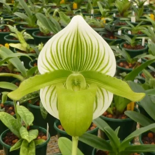 Paphiopedilum lawrenceanum fma alba (Paphiopedilum)